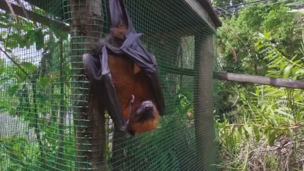 Fruchtfledermaus isst Banane, Seychellen — Stockvideo