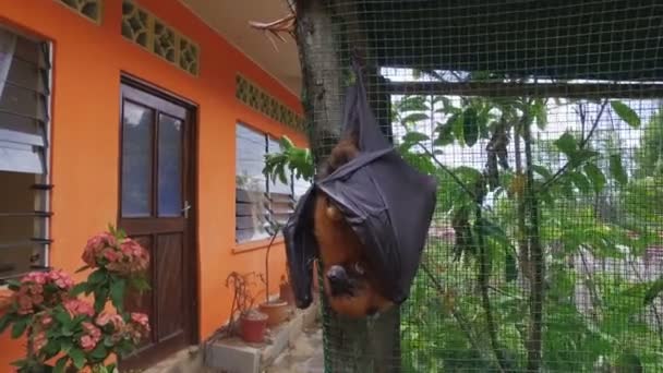 Fruit Bat Hanging In Cage Hiding A Banana, Seychelles — Stock Video