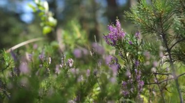 Heather Çiçekleri Vahşi Çam Ormanında Yavaş Çekimde