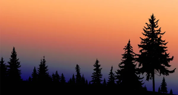 Silhouette of coniferous trees on the background of colorful sky.
