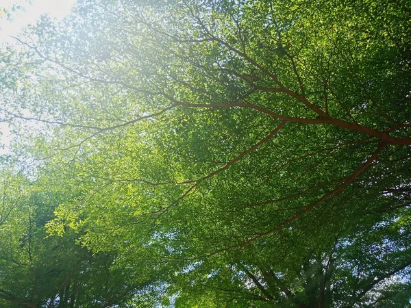 Utsikt Nedanför Trädet Grenar Och Blad Det Starkt Solljus Vid — Stockfoto