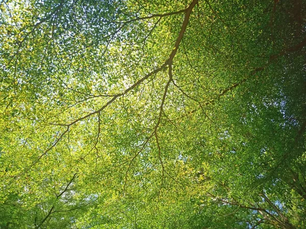 Utsikt Nedanför Trädet Grenar Och Blad Det Starkt Solljus Vid — Stockfoto