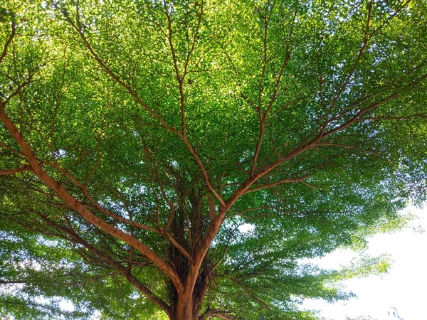 Vista Desde Abajo Del Árbol Ver Las Ramas Las Hojas —  Fotos de Stock