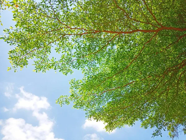 Vista Desde Abajo Del Árbol Ver Las Ramas Las Hojas —  Fotos de Stock