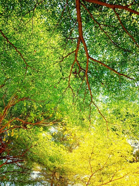 Utsikt Nedanför Trädet Grenar Och Blad Det Starkt Solljus Vid — Stockfoto