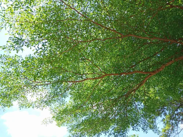Utsikt Nedanför Trädet Grenar Och Blad Det Starkt Solljus Vid — Stockfoto