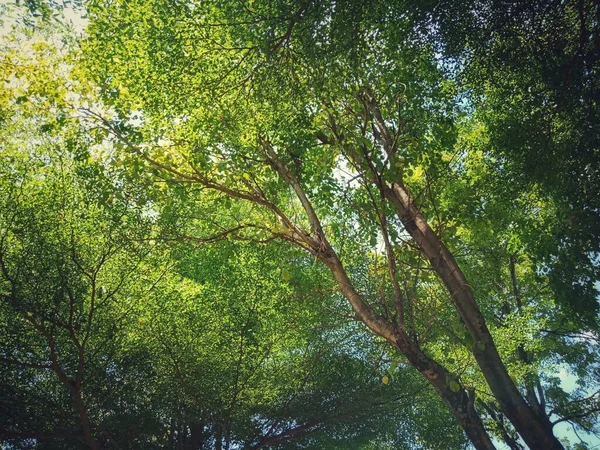 Utsikt Nedanför Trädet Grenar Och Blad Det Starkt Solljus Vid — Stockfoto