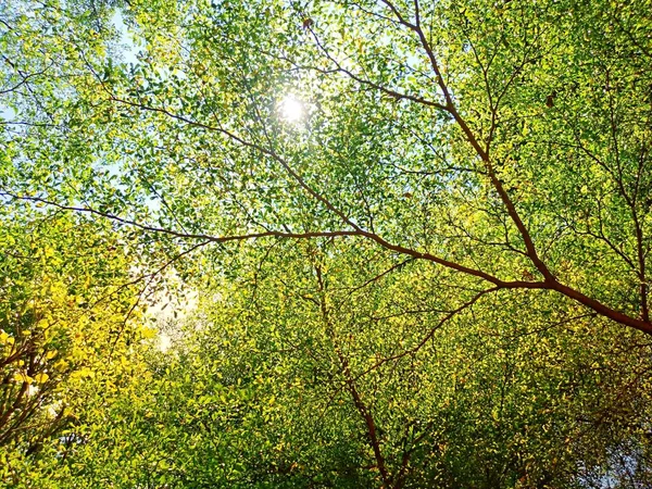 Utsikt Nedanför Trädet Grenar Och Blad Det Starkt Solljus Vid — Stockfoto