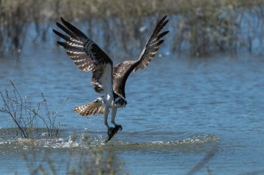 Osprey bir balık yakalamak. Oregon, Ashland, muhacir Gölü, yaz