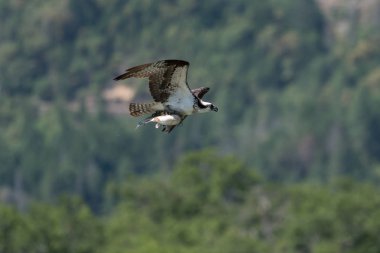 Osprey bir balık yakalamak. Oregon, Ashland, muhacir Gölü, yaz