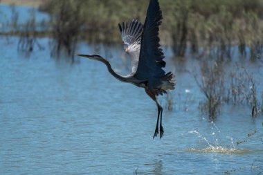Büyük mavi balıkçıl Gölü'nden izinli. Oregon, Ashland, muhacir Gölü, yaz