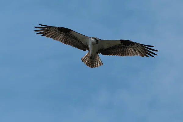 Fischadler Flug Oregon Ashland Emigrantensee Sommer — Stockfoto
