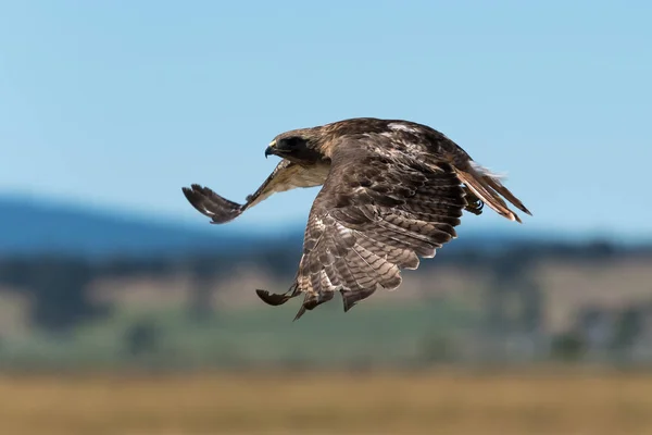 Kırmızı Kuyruklu Şahin Uçuş Oregon Beatty Yaz — Stok fotoğraf