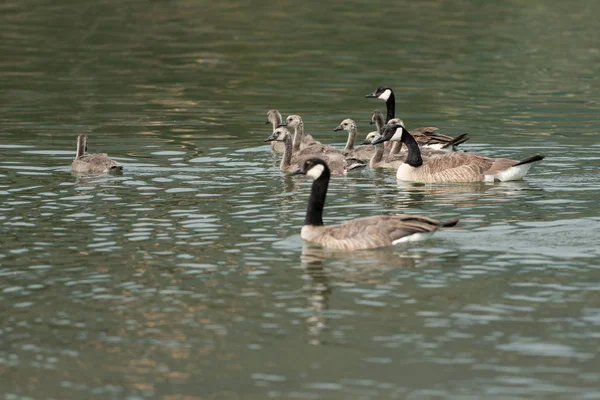 Canada geese and goslings in the lake. Oregon, Ashland, Emigrant Lake, Summer