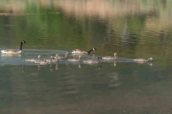 Gansos Canadá Goslings Lago Oregón Ashland Lago Del Emigrante Verano — Foto de Stock