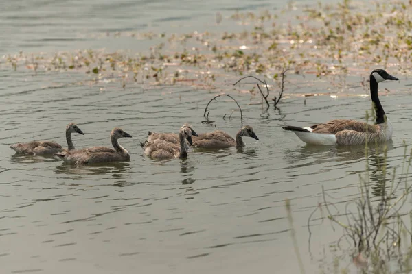 Kanadagänse Und Gösslinge See Oregon Ashland Emigrantensee Sommer — Stockfoto