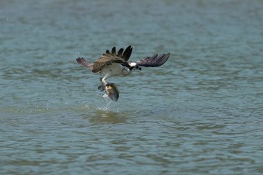 Osprey gölden balık yakalamak. Oregon, Ashland, yaz