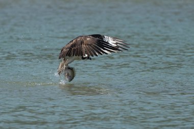 Osprey gölden balık yakalamak. Oregon, Ashland, yaz