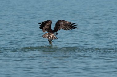Osprey gölden balık yakalamak. Oregon, Ashland, yaz
