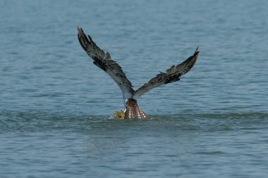 Osprey gölden balık yakalamak. Oregon, Ashland, yaz