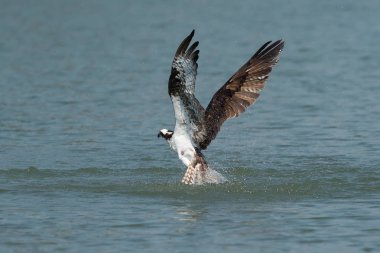 Osprey gölden balık yakalamak. Oregon, Ashland, yaz
