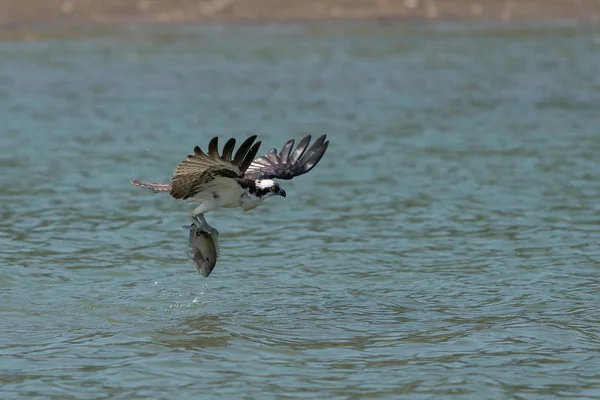 Osprey Atrapando Peces Del Lago Oregon Ashland Verano — Foto de Stock