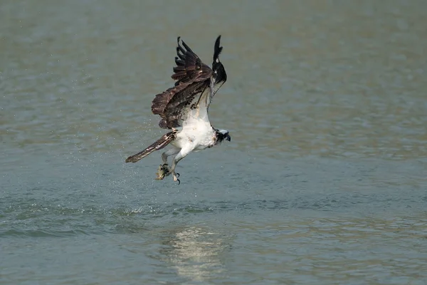 Osprey Vangen Van Vis Uit Het Meer Oregon Ashland Zomer — Stockfoto