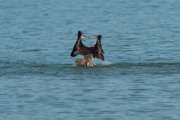 Osprey Atrapando Peces Del Lago Oregon Ashland Verano — Foto de Stock