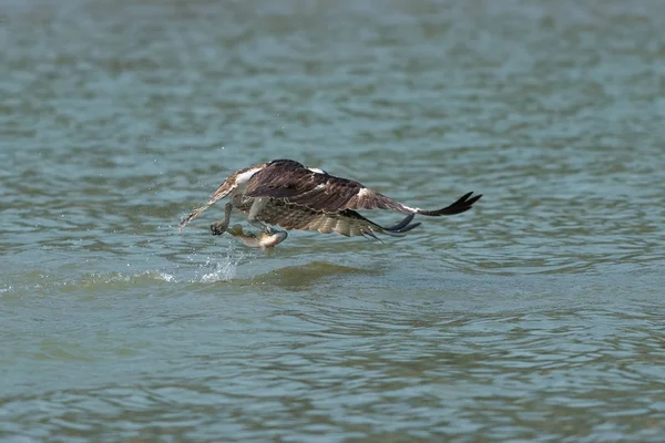 Osprey Atrapando Peces Del Lago Oregon Ashland Verano — Foto de Stock