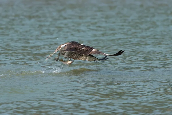 Osprey Vangen Van Vis Uit Het Meer Oregon Ashland Zomer — Stockfoto