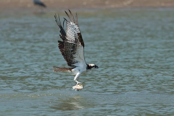 Osprey Vangen Van Vis Uit Het Meer Oregon Ashland Zomer — Stockfoto