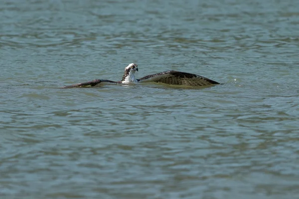 Osprey Vangen Van Vis Uit Het Meer Oregon Ashland Zomer — Stockfoto