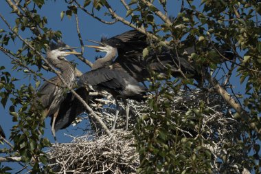 Büyük mavi Herons üzerinde bir yuva. Oregon, Ashland, yaz