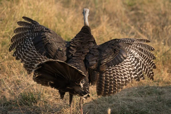 Wild Turkey Hen Wings Spread Cascade Siskiyou National Monument Oregon — Stock Photo, Image