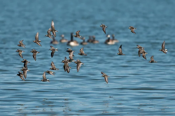 Sandpipers Occidentales Volando Sobre Lago Oregon Ashland Verano — Foto de Stock