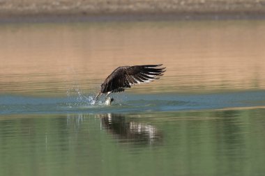 Osprey gölden balık yakalamak. Oregon, Ashland, muhacir Gölü, yaz