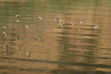 Western göl üzerinde uçan çulluk. Oregon, Ashland, muhacir Gölü, yaz