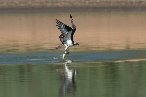 Osprey Vangen Van Vis Uit Het Meer Oregon Ashland Emigrant — Stockfoto