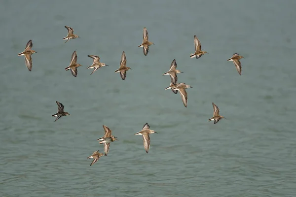 Sandpipers Occidentales Volando Sobre Lago Oregón Ashland Lago Del Emigrante — Foto de Stock