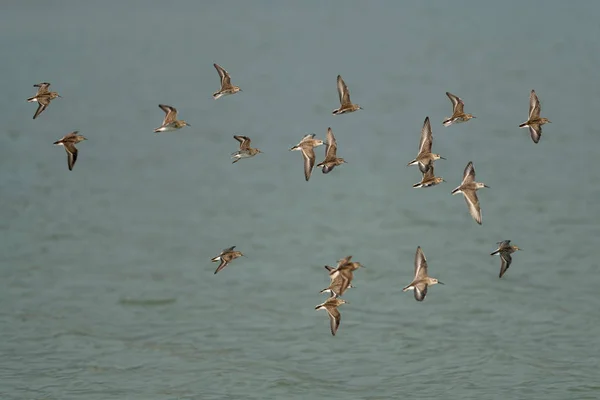 Sandpipers Occidentales Volando Sobre Lago Oregón Ashland Lago Del Emigrante — Foto de Stock