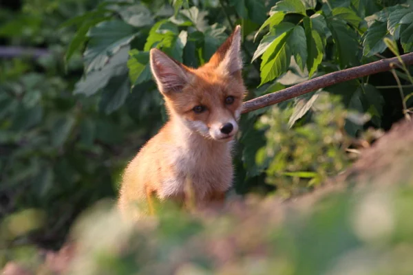 Liten Röd Räv Unge Sommarskog Mot Bakgrund Gröna Blad Lustig — Stockfoto