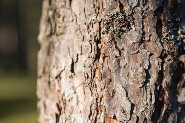 ağaç kabuğu dokusu arkaplanı