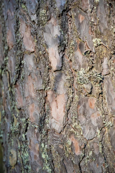 Tree bark texture background — Stock Photo, Image