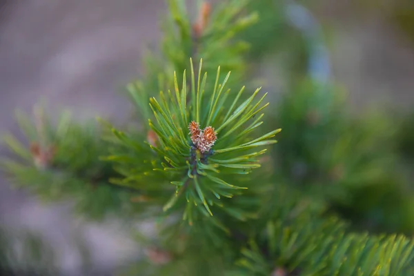 Branch fir-tree green or pine — Stock Photo, Image
