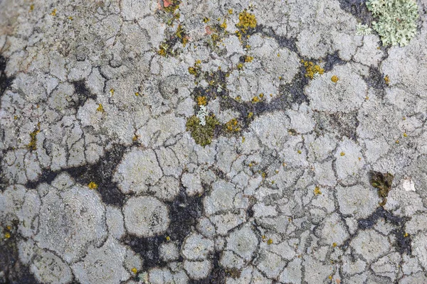 Textura de um fungo em uma superfície de pedra — Fotografia de Stock