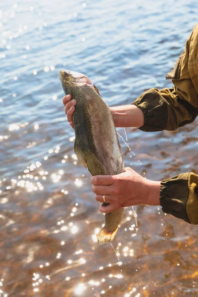 Pescador apresentando truta arco-íris. Pesca de giro. Truta arco-íris, truta vermelha . — Fotografia de Stock