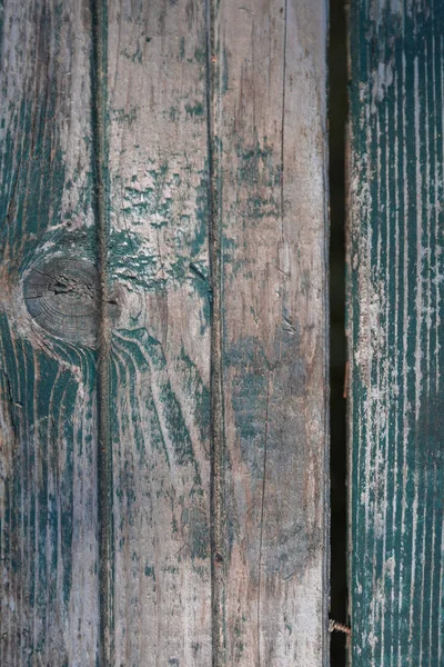 Tree texture tree trunk, close-up — Stock Photo, Image