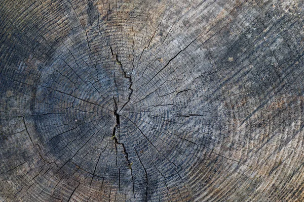 Дерево текстури стовбур дерева крупним планом — стокове фото