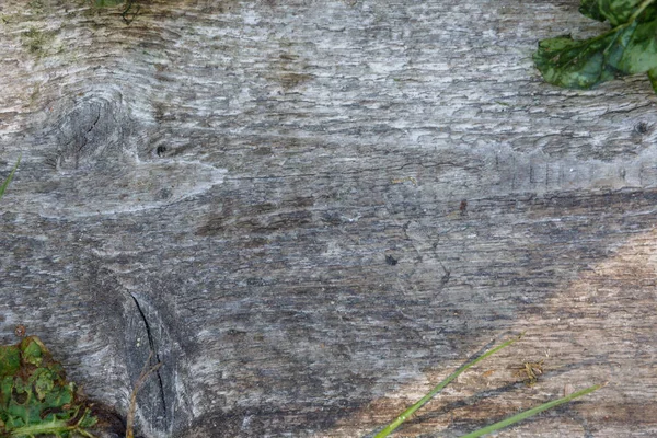 Tree texture tree trunk, close-up — Stock Photo, Image