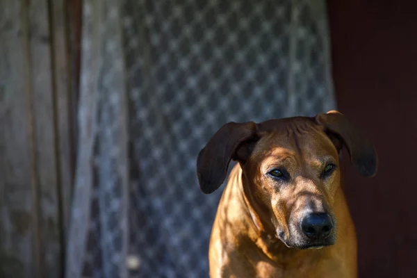 Rhodésien Ridgeback Portrait masculin — Photo